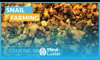 Snail Farming Lesson 21 Cooking Snail Meat