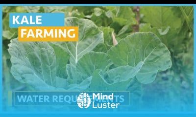 Kale Farming Lesson 3 Water