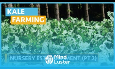 Kale Farming Lesson 5 Nursery Establishment part 2