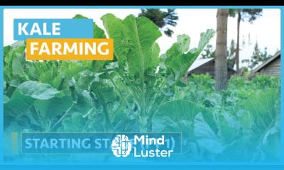 Kale Farming Lesson 9 Starting Stage Part 1