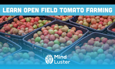 The Ultimate Open Field Tomato Farming Guide Introduction Course Outline