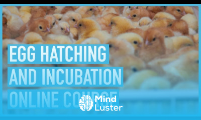 The Ultimate Guide to Successful Egg Incubation and Hatching Introduction Course Outline