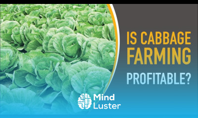 Is Cabbage Farming Profitable