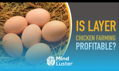 Is Layer Chicken Farming Profitable