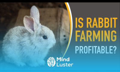 Is Rabbit Farming Profitable