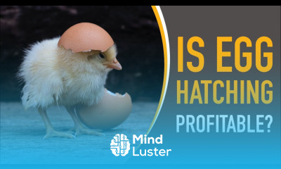 Is Egg Hatching Incubation Profitable Part 2