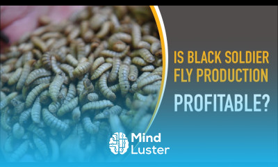 Is Black Soldier Fly BSF Production Profitable