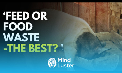 WHICH IS BETTER Feeding Pigs with Food Waste OR Sow Weaner