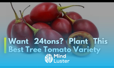 The best tree tomato variety to plant And why you should plant grafted ones Tree Tomato Farming