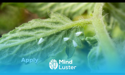 How to Control whiteflies in Tomato Tomato Farming In Kenya Best Chemicals