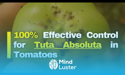 How to Control Tuta Absoluta in Tomatoes Effective Chemicals Tomato Farming in Kenya
