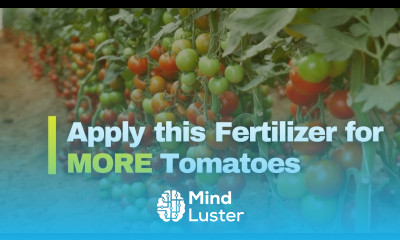Tomato Fertilizer Schedule The Best Fertilizer for More Tomatoes and When to Apply