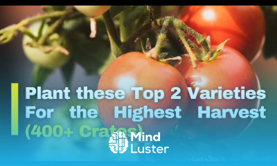 Best Tomato Varieties in Kenya Top 2 Picks Tomato Farming In Kenya