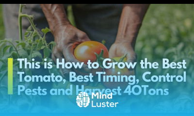 Free Guide To Profitable Tomato Farming in Kenya From Seeds to Harvesting 2025