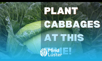 The best time to plant cabbages in Kenya and attract good prices Cabbages Farming