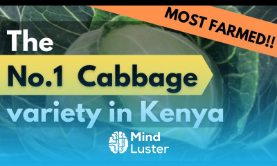 The Best Cabbage variety in Kenya Cabbages Farming in Kenya