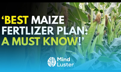 Best Fertilizer for Maize How to Apply for Maximum Yields