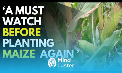 Affordable maize farming techniques in Kenya Cost and profit of maize production per acre in Kenya