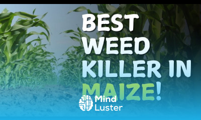 The Best Herbicides for Maize in Kenya Maize Farming in Kenya