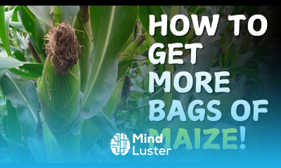 How to Grow Maize for High Yields Expert Free Guide on Maize Farming in Kenya