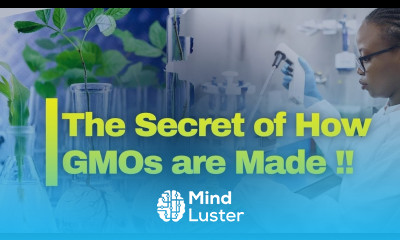 How GMO Crops Are Made The Science Behind Genetically Modified Agriculture