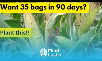 Need 35 bags of maize in 90 days Plant these Best Maize Varieties during the October 2024 Rains