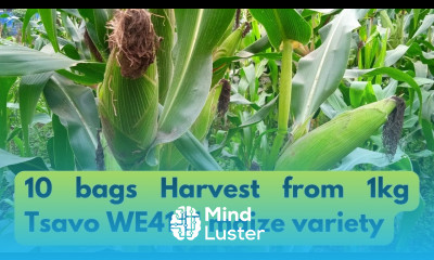 Tsavo We4141 The 3 months Maize variety with highest yield Maize Farming in Kenya