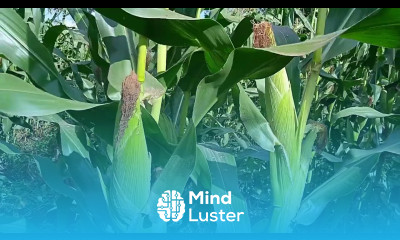 Tsavo We4141 The best maize variety with highest yield 35bags in small piece of land