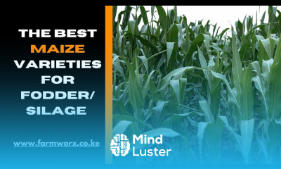 The Best maize variety for fodder or silage with high tonnage per acre