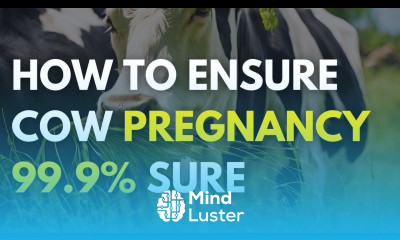 How to Ensure Cow Pregnancy 99 9 sure