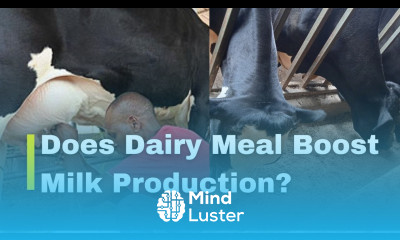 Does Dairy Meal increase milk production