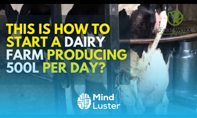 How to start a dairy farm in Kenya with milk production of 500 litres per day Dairy Farming In Kenya