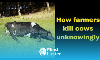 Silly mistake that cost dairy farmers incalf cows Avoid them