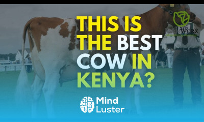 The best milk producing cow breed in Kenya