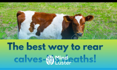 Keys to successfully young calves management in Dairy Farming in Kenya