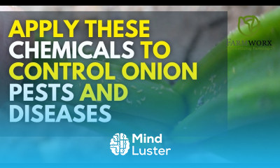 How to Control the Most Common Pests and Diseases in Onion Farming Onion Farming in Kenya