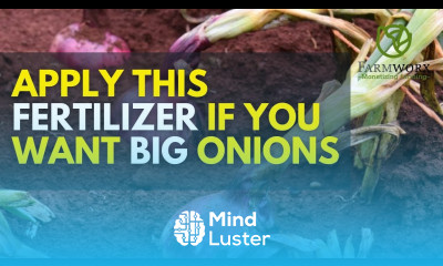 The best fertilizer for bulb onion crops Onion Nutrition