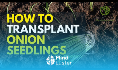 How to transplant Onion Seedlings Successfully Onion Farming In Kenya