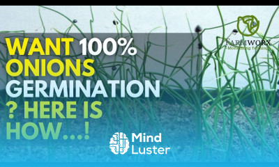 How to Raising onion seedlings successfully in 4 weeks Onions Farming in Kenya