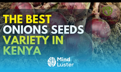The Best Onion Seeds Varieties to plant in Kenya Onion Farming in Kenya