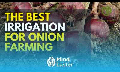 Best Irrigation System for Bulb onions Farming Onion Farming in Kenya