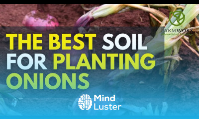 The Best Soil for Good Sized Bulb Onions Onion Farming in Kenya