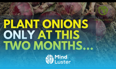The Two Best Times to Plant bulb onions in an year and Get Good Prices Onions farming in Kenya