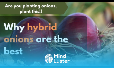 Why hybrid onions are the best onions farming in Kenya