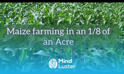 Astonishing way of intercropping beans and maize in small land farming farminginkenya trending