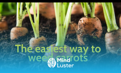 Weeds management in carrots farming the best selective herbicides for carrots farmers can use