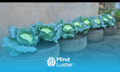 Home Gardening Are You Wasting Money on Cabbage Learn How to Grow It in Just 5 Minutes