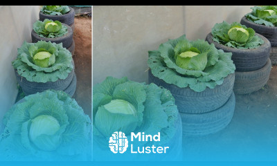 Marvelous Using Tires to Grow Cabbage for the Family at Home