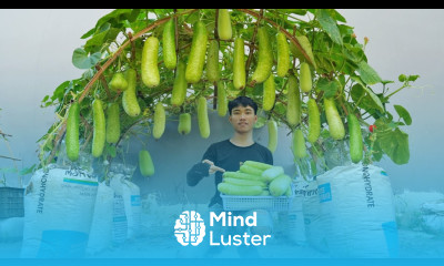 If known this method of growing gourds earlier I would not have had to spend money buying gourds