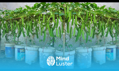 Knew this method of growing winged beans earlier you would save hundreds of dollars every month